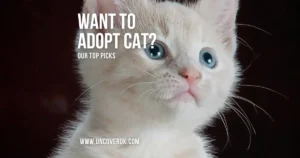 How to Adopt a Cat in the UK?